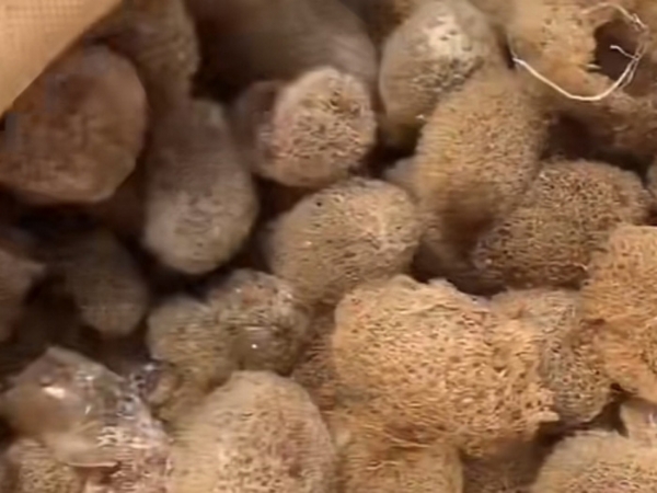 J9集团的人为滋生技术