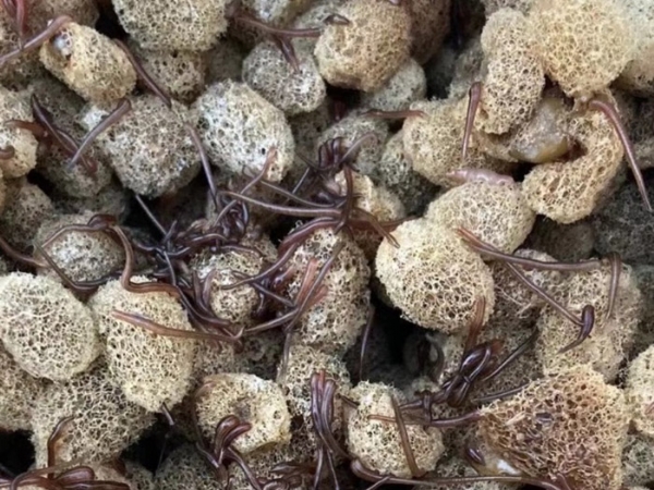 J9集团养殖技术经验和技巧浅谈