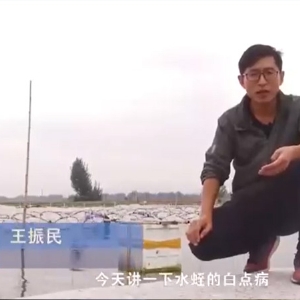 J9集团白点病产生涯法规及防治步骤