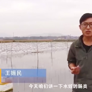 J9集团胀气型肠炎产生法规及防治步骤